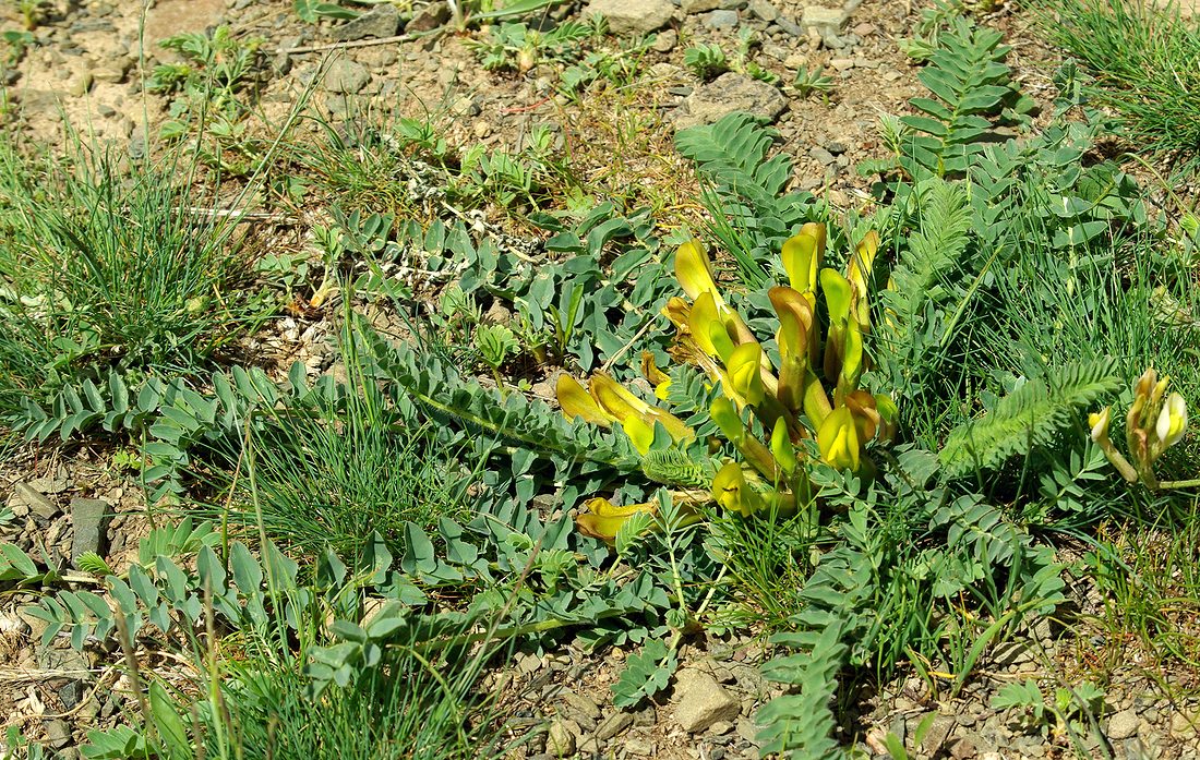 Изображение особи Astragalus macronyx.