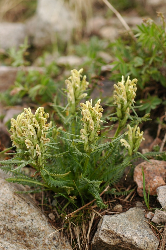 Image of Pedicularis pubiflora specimen.