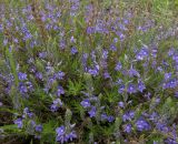 Veronica multifida