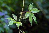 Parthenocissus quinquefolia. Побег с листьями и опорными усиками. Московская обл., Раменский р-н, окр. дер. Хрипань, дачный участок. 04.08.2008.