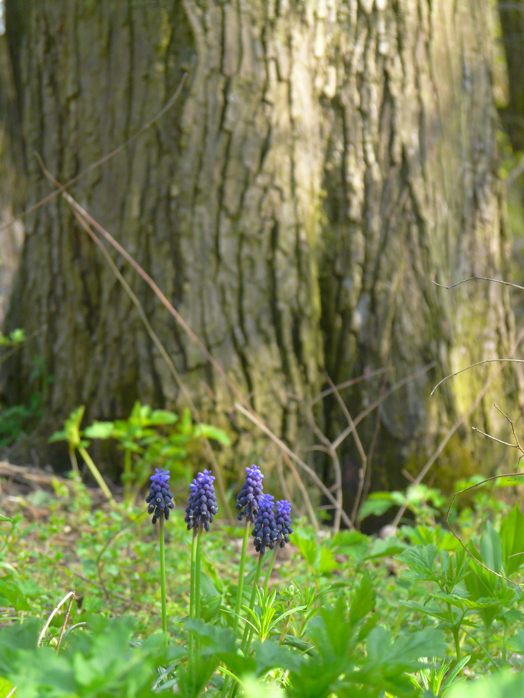 Изображение особи Muscari neglectum.