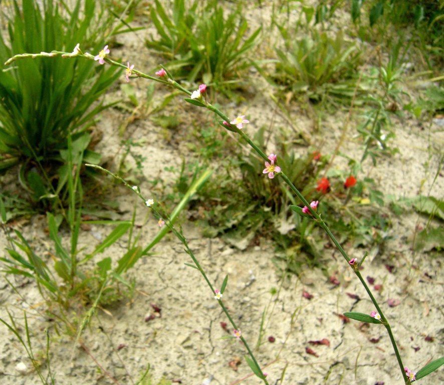 Image of Polygonum hyrcanicum specimen.