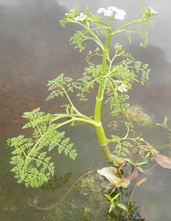 Image of Oenanthe aquatica specimen.