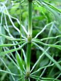 Equisetum pratense