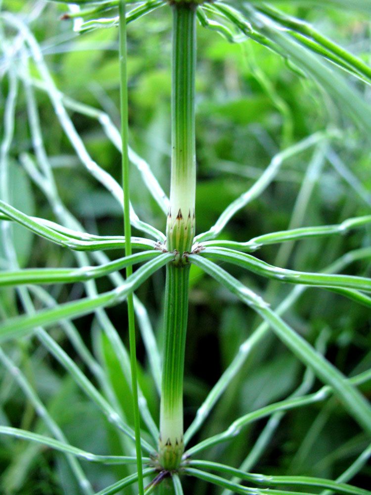 Image of Equisetum pratense specimen.