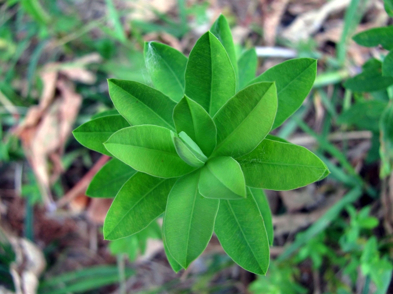 Изображение особи Euphorbia borodinii.