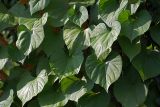 Ipomoea tricolor