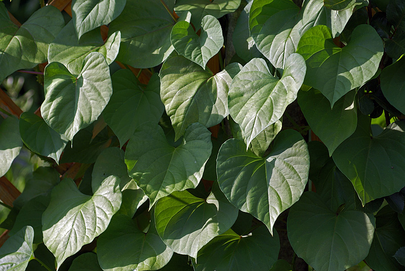 Изображение особи Ipomoea tricolor.