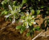 Tetraena dumosa. Верхушка веточки с цветками. Израиль, нагорье Негев, горная гряда Бокер, русло ручья. 12.03.2012.