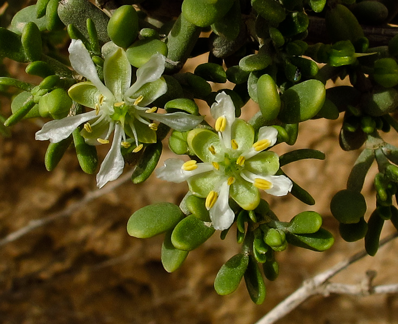 Изображение особи Tetraena dumosa.