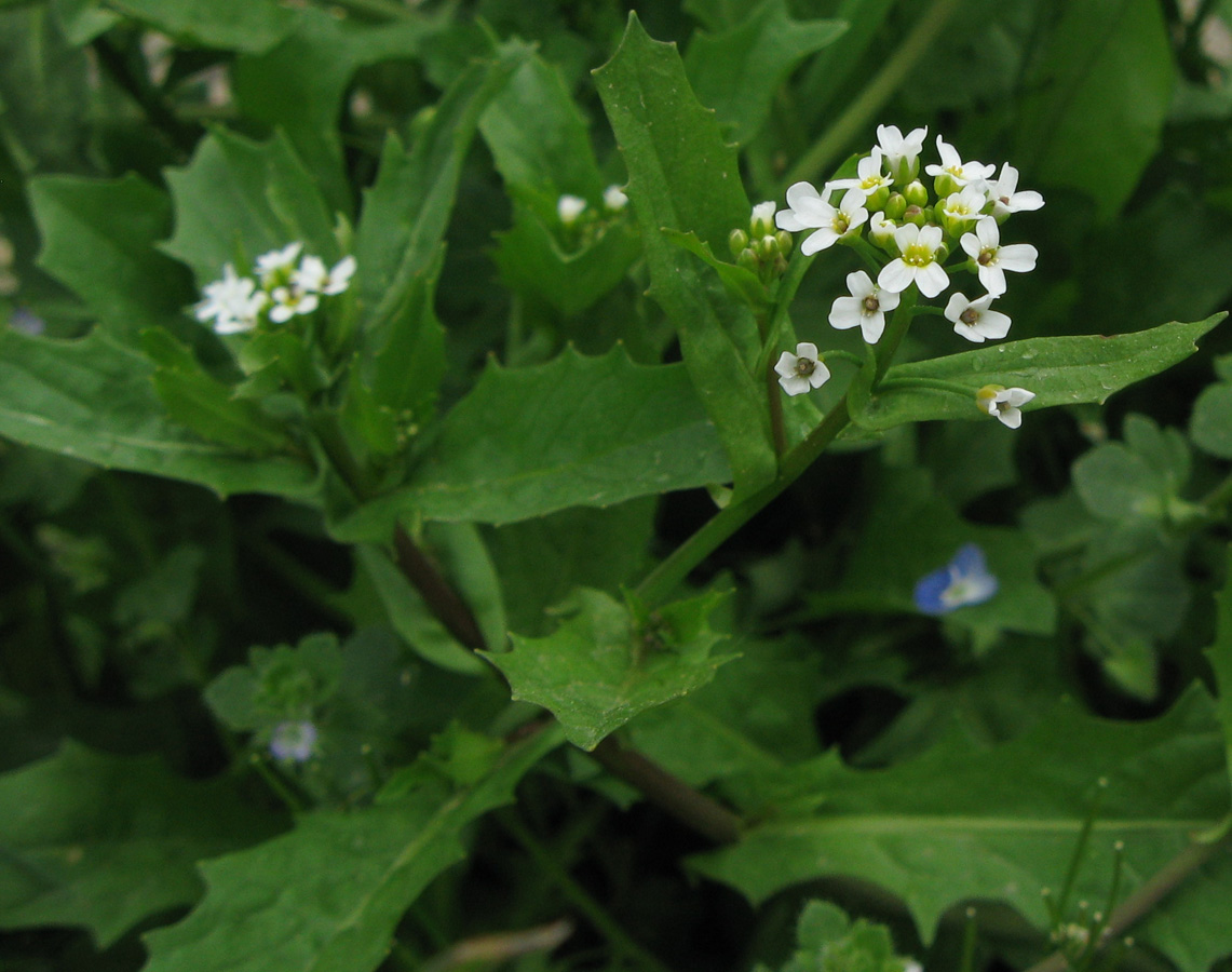 Изображение особи Calepina irregularis.