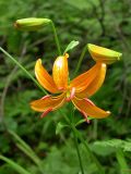 Lilium distichum