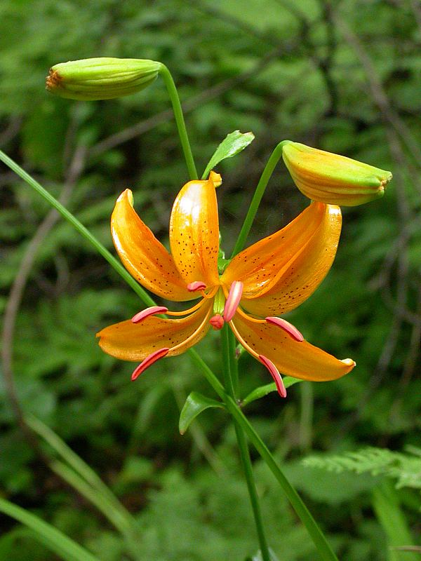 Изображение особи Lilium distichum.