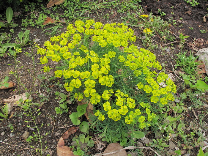 Изображение особи Euphorbia cyparissias.