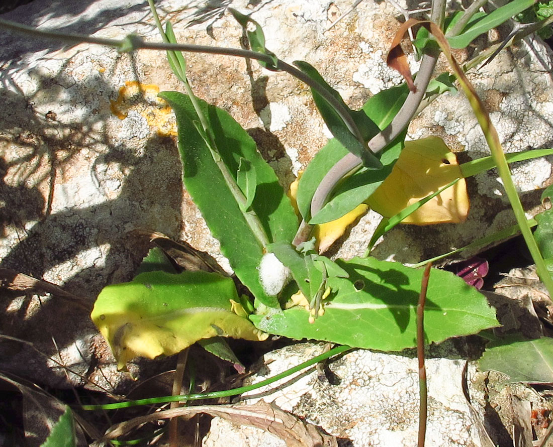 Image of Isatis lusitanica specimen.