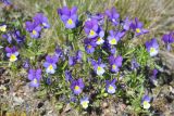 Viola tricolor. Цветущие растения. Карелия, Ладожское озеро, Валаамский архипелаг, остров Оборонный. 22.06.2012.