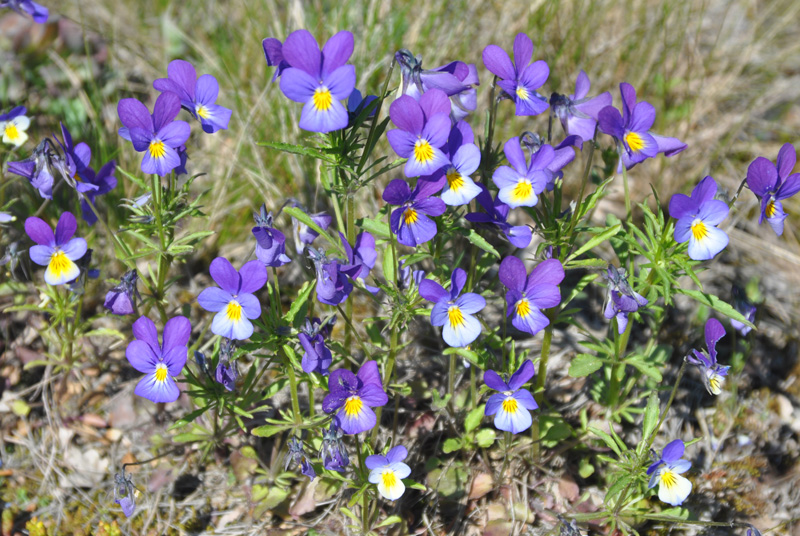 Изображение особи Viola tricolor.