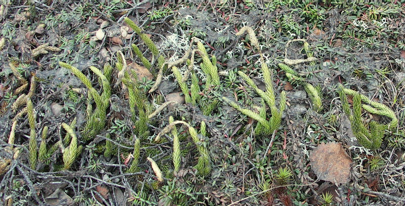 Изображение особи Lycopodium lagopus.