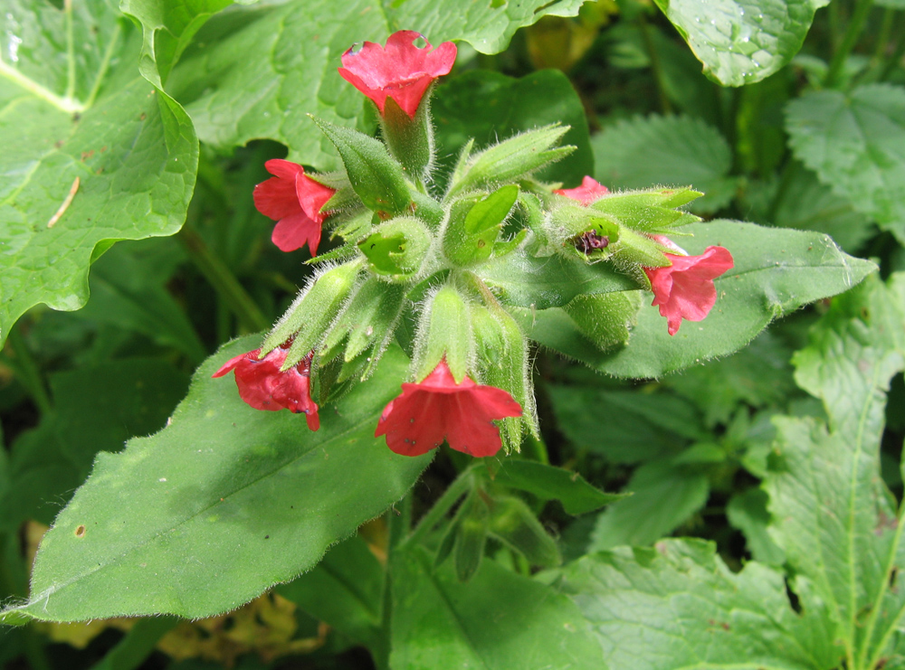 Изображение особи Pulmonaria filarszkyana.