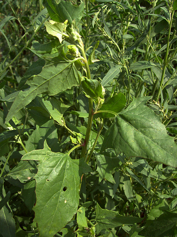 Image of Atriplex sagittata specimen.