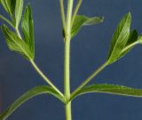 Epilobium hirsutum