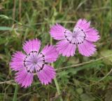 Dianthus fischeri