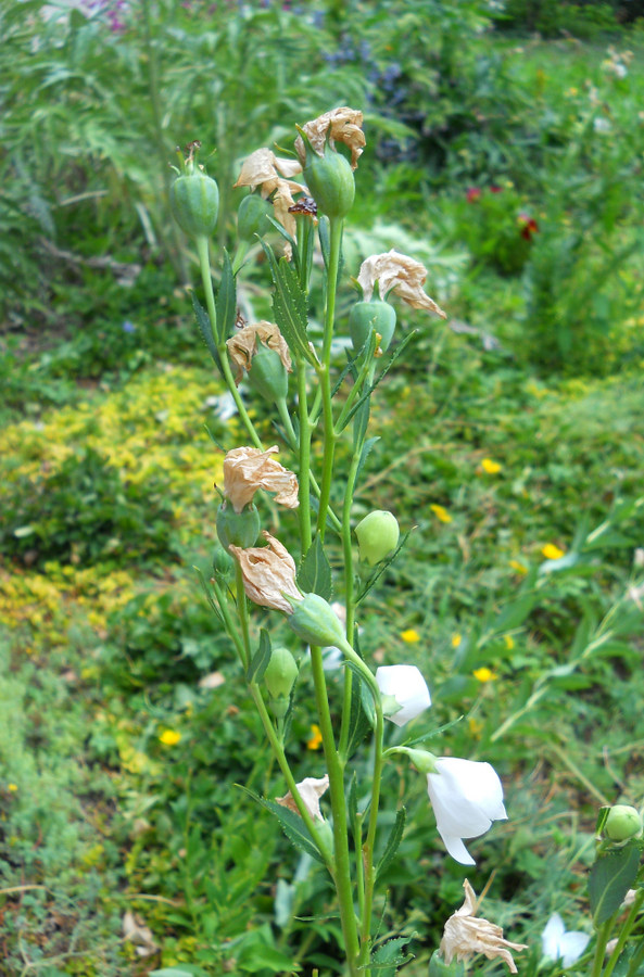 Image of Platycodon grandiflorus specimen.