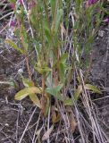 Centaurium erythraea