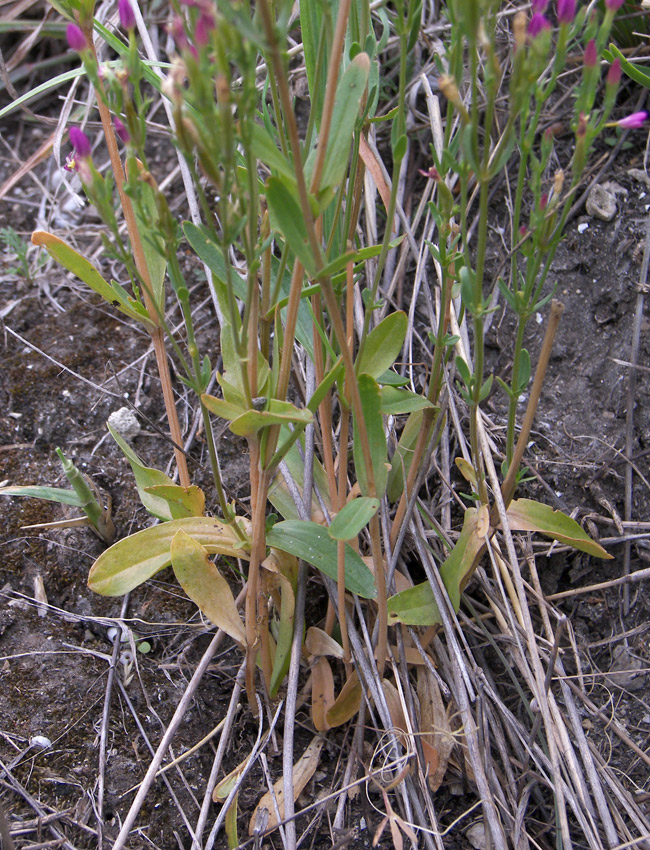 Image of Centaurium erythraea specimen.