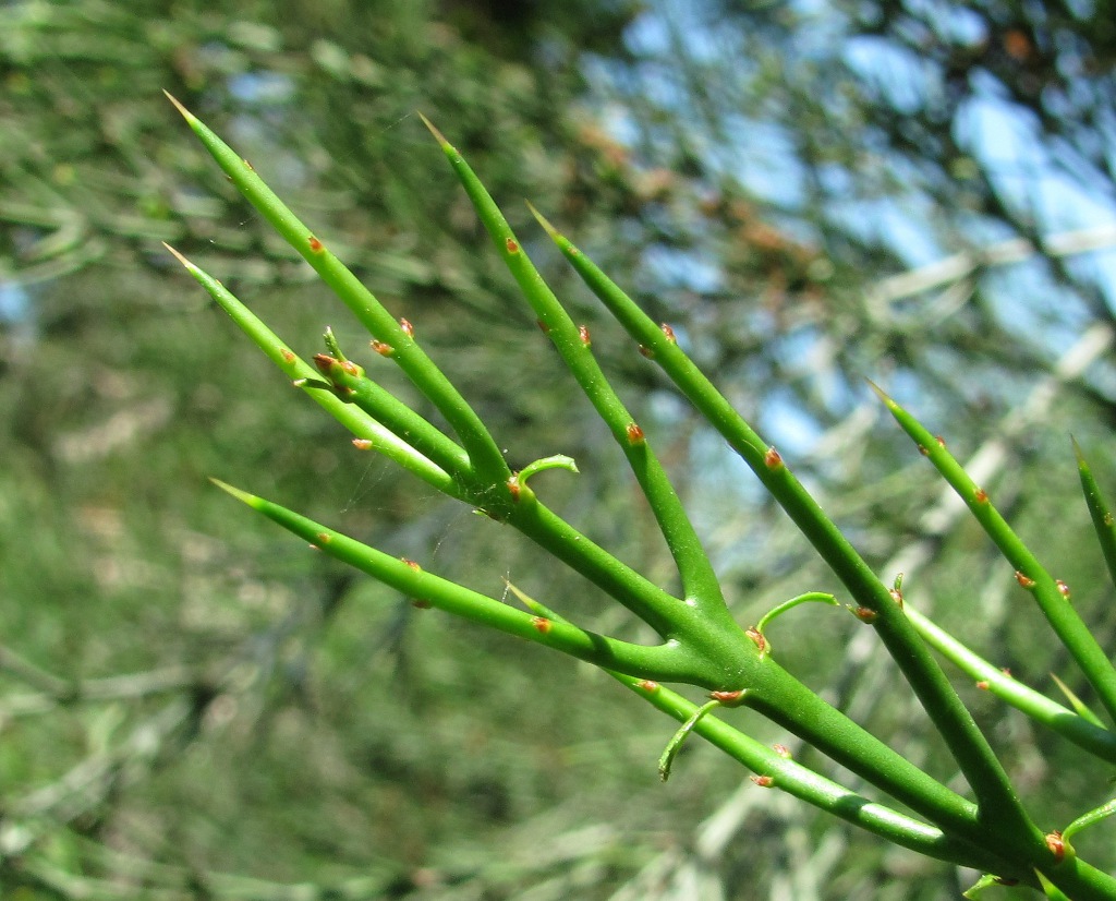 Изображение особи Colletia spinosissima.