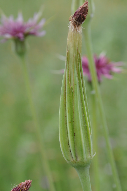 Image of Tragopogon australis specimen.