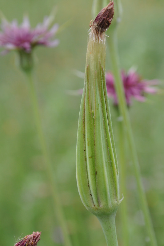 Изображение особи Tragopogon australis.