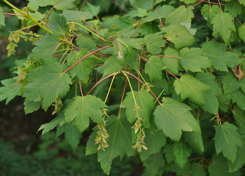 Image of Acer ukurunduense specimen.