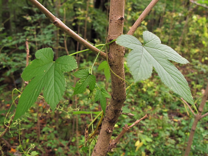 Изображение особи Humulopsis scandens.