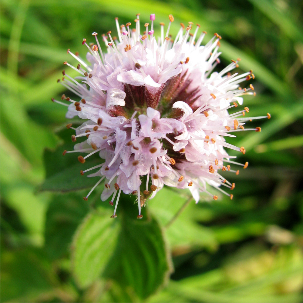 Изображение особи Mentha aquatica.