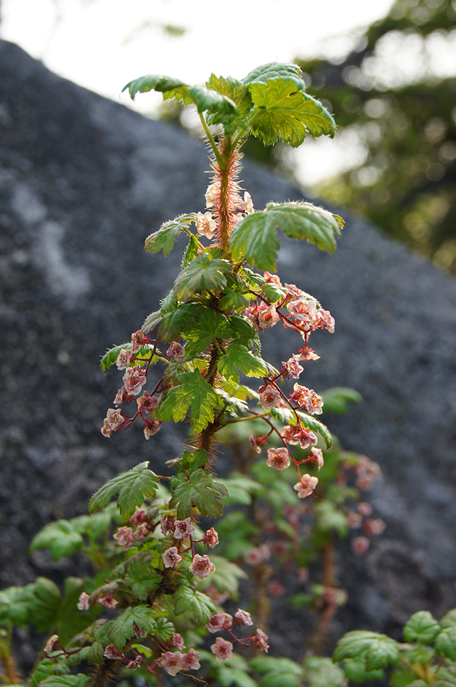 Image of Ribes horridum specimen.