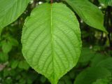 Cerasus sachalinensis