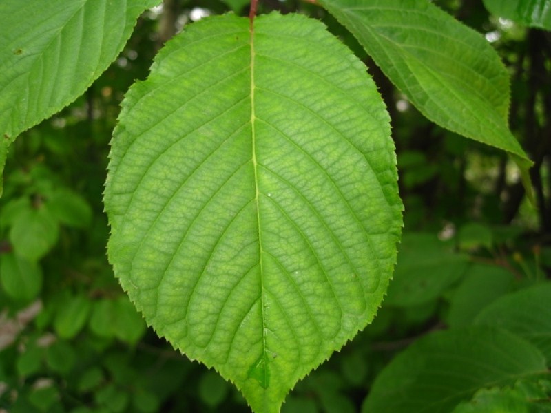 Image of Cerasus sachalinensis specimen.