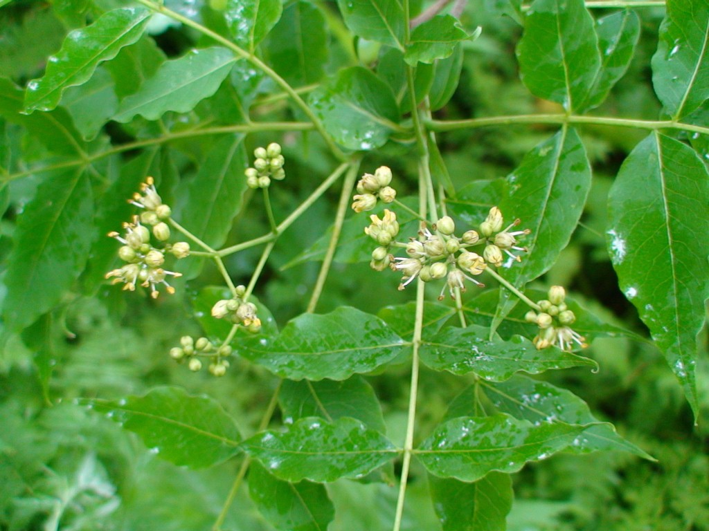 Image of Phellodendron amurense specimen.