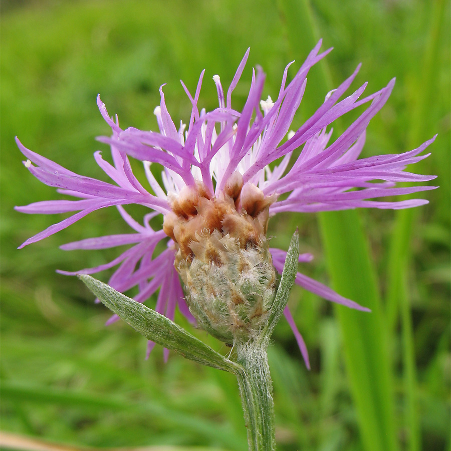 Изображение особи Centaurea pannonica.