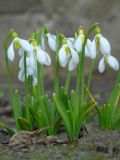 Galanthus plicatus