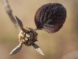 Viburnum lantana. Просыпающаяся цветочная почка и разворачивающийся лист. Санкт-Петербург, г. Ломоносов, парк. 01.05.2009.