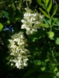 Robinia pseudoacacia