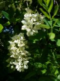 Robinia pseudoacacia. Соцветия. Ярославская обл., Переславль-Залесский, национальный парк «Плещеево озеро», дендросад. 16.06.2009.