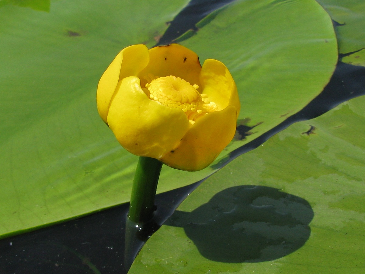 Image of Nuphar lutea specimen.