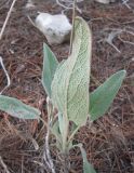 Salvia fruticosa. Вегетирующее растение с молодыми листьями. Израиль, Северный Негев, лес Лаав. 19.01.2013.