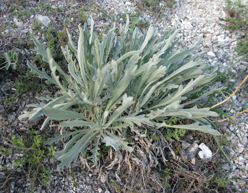 Image of Matthiola fragrans specimen.