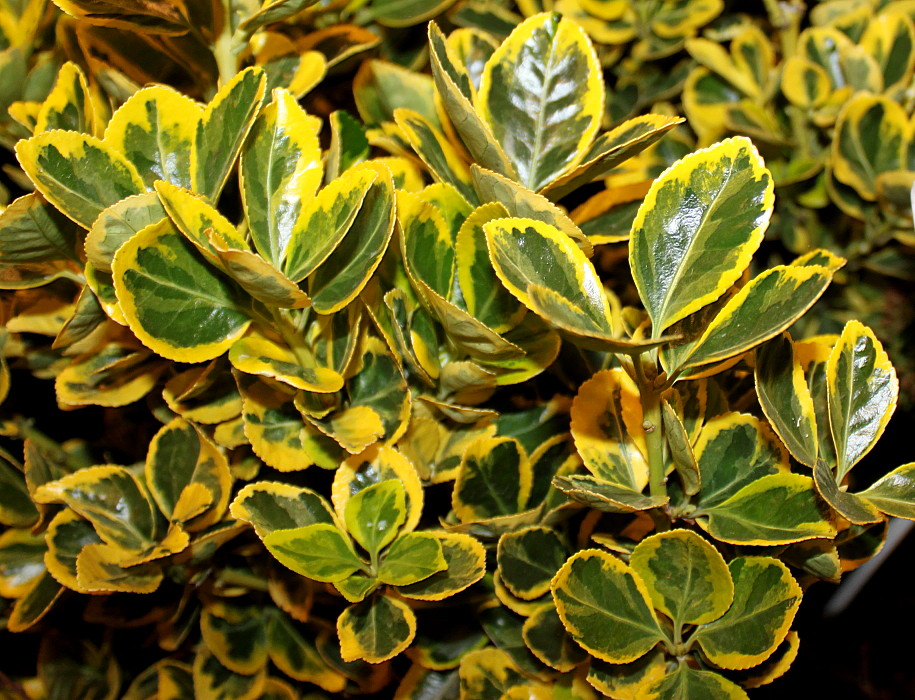 Изображение особи Euonymus japonicus.