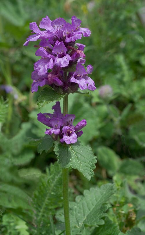 Image of Betonica macrantha specimen.