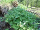 Petasites tatewakianus